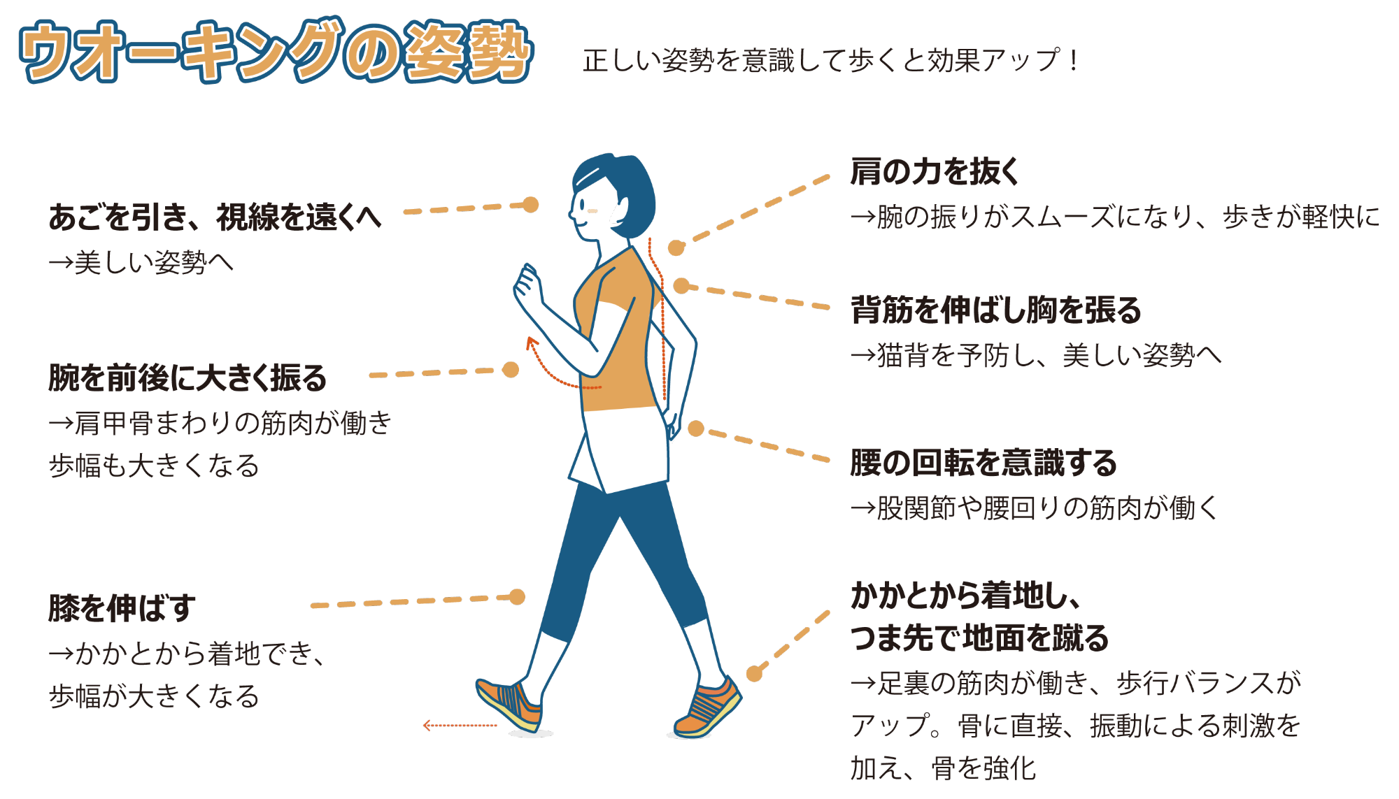 ウオーキングする女性のイラスト。効果がアップするウオーキングの姿勢は「1.あごを引き、視線を遠くへ」「2.腕を前後に大きく振る」「3.膝を伸ばす」「4.肩の力を抜く」「5.背筋を伸ばし胸を張る」「6.腰の回転を意識」「7.かかとから着地し、つま先で地面を蹴る」を意識しましょう