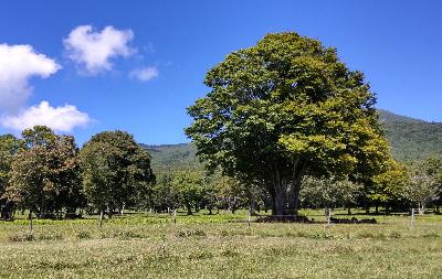 写真：青空の笹ヶ峰。葉を茂らせた大木があります