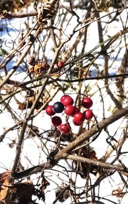 写真：葉が落ちた枝に残る赤い実。地面には真っ白な雪が積もっています。
