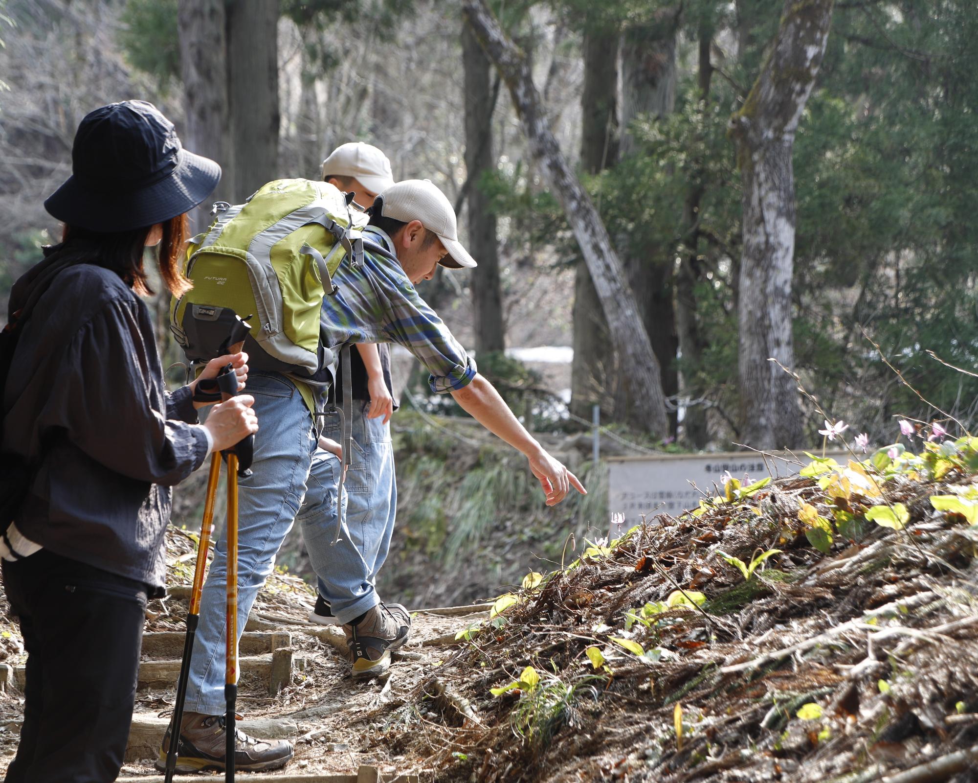 写真：登山道の脇に咲いたカタクリの群生を指さすお父さん。子どもとお母さんがのぞいています