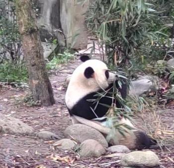 写真：番だが横を向いて座り、笹の葉を食べているところ