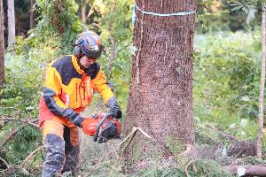 蛍光オレンジの森林ウエアを着た柏崎地域森林組合の従業員、中村さんがチェーンソーで木を伐採しています。