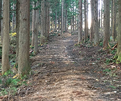 森の中に作業道ができています。