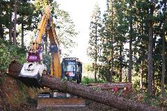 伐採した大きな木を林業用機械で引き上げています。