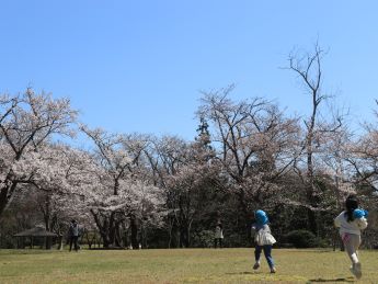 写真：4月10日の赤坂山公園の芝生広場。奥の桜の木に向かって保育園児が追いかけっこをしています