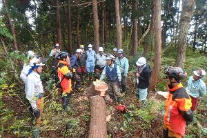 柏崎地域森林組合の従業員が木を取り囲むように集まり、説明を受けています。