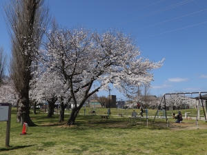 写真：満開の桜の下でブランコや遊具で遊ぶ親子たち